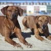 Rhodesian Ridgeback Breeder