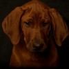 Rhodesian Ridgeback Puppies