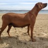 Rhodesian ridgeback Breeder