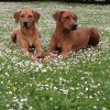 Rhodesian Ridgeback Puppies