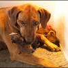 Rhodesian Ridgeback Breeder