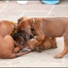 Rhodesian Ridgeback Breeder