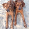 Rhodesian Ridgebacks