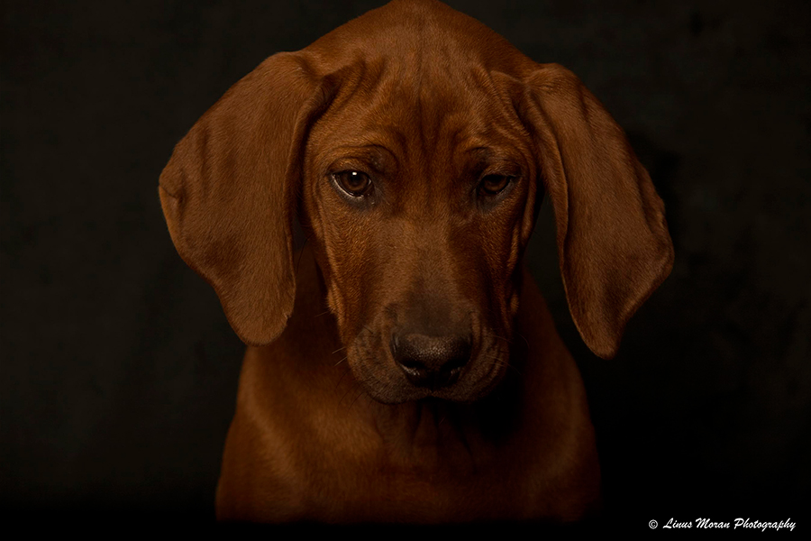 Pedigree Rhodesian Ridgeback Puppies