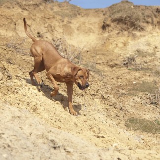 Rhodesian Ridgeback