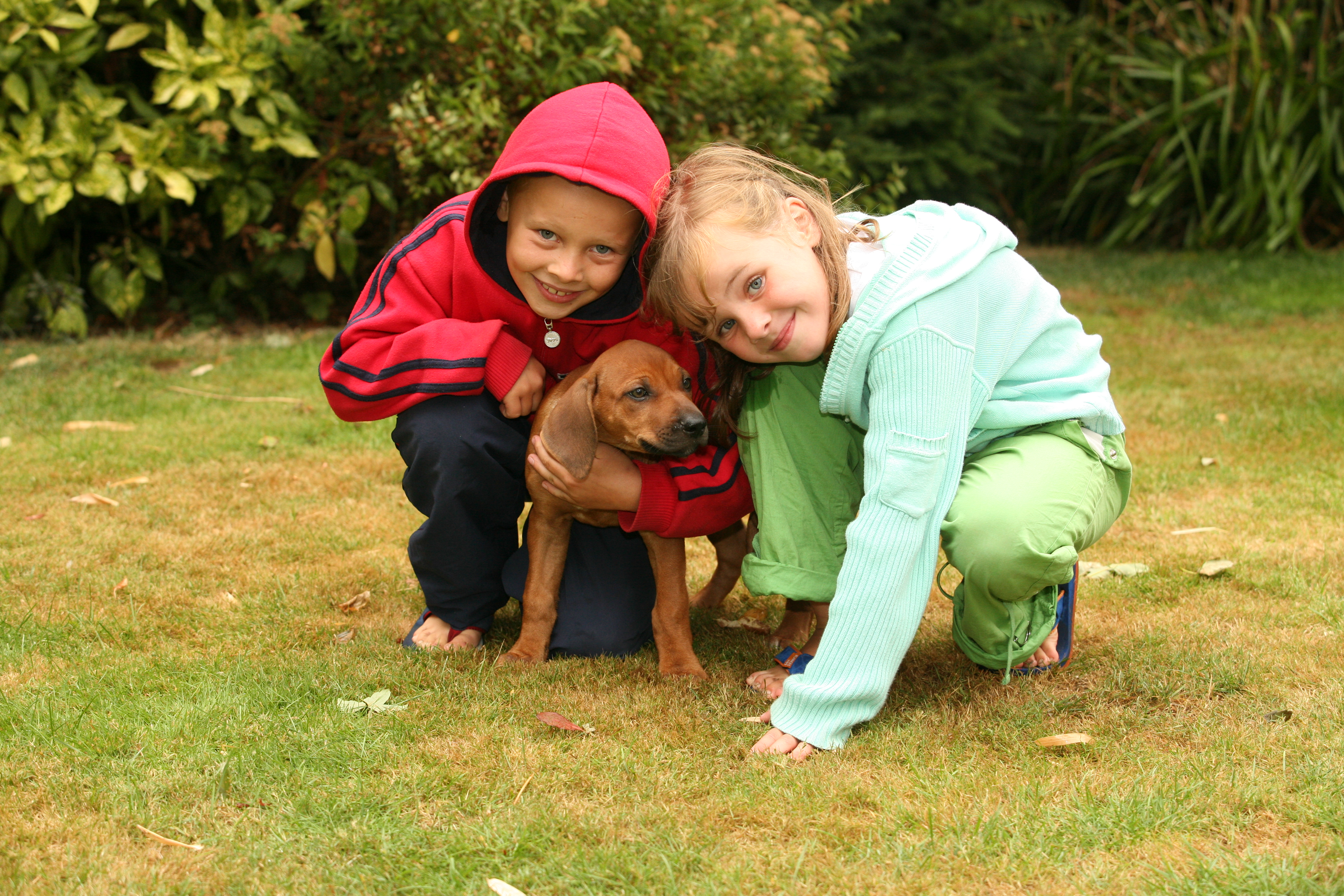 Ideal family Dog - the Rhodesian Ridgeback pictured with my children