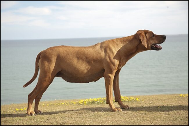 Pregnant Rhodesian Ridgeback Bitch