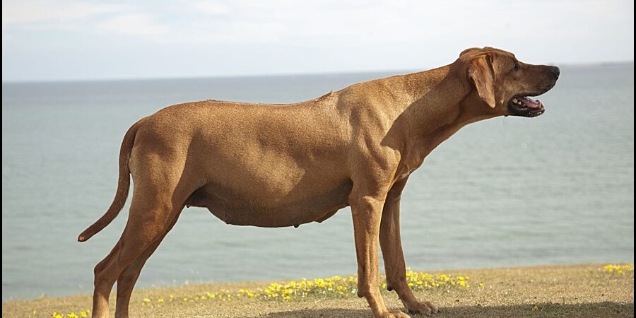 Rhodesian Ridgeback Breeder Pregnant Rhodesian Ridgeback Bitch