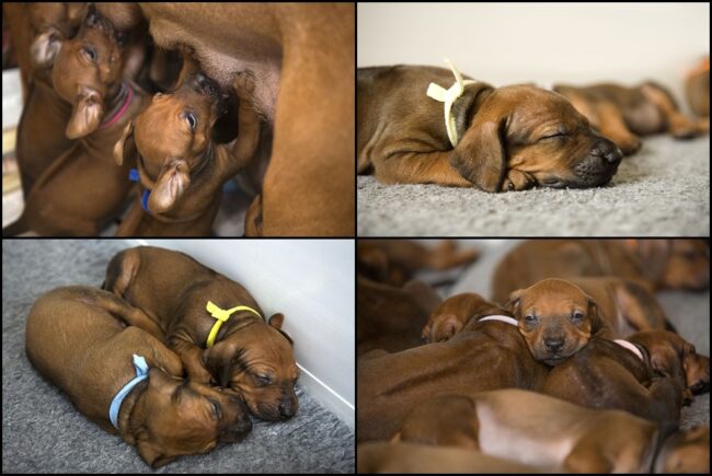Rhodesian Ridgebacks Rhodesian Ridgebacks Bournemouth