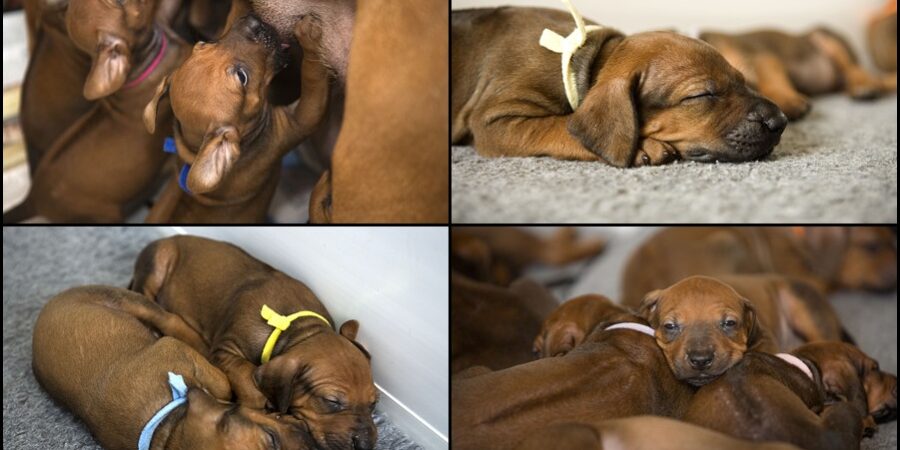 Rhodesian Ridgebacks Rhodesian Ridgebacks Bournemouth