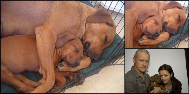 Rhodesian Ridgeback Puppies Rhodesian Ridgebacks