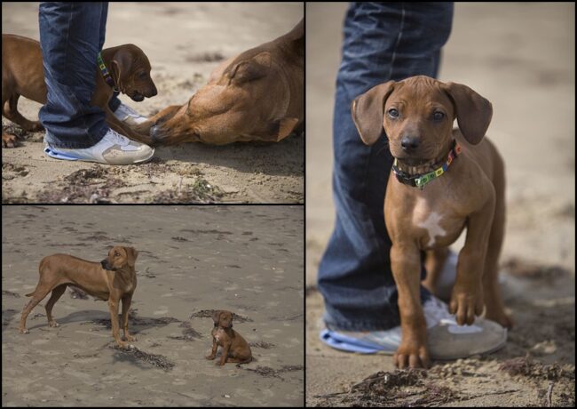Rhodesian Ridgebacks Rhodesian Ridgeback Puppies