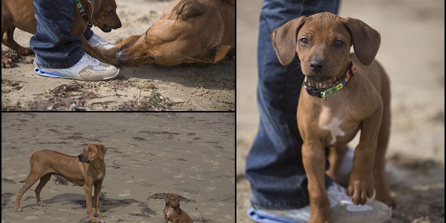 Rhodesian Ridgebacks Rhodesian Ridgeback Puppies