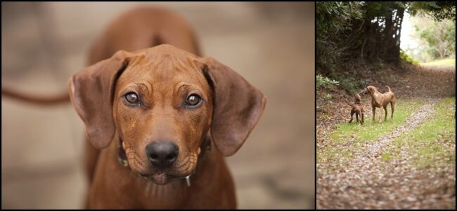 Rhodesian Ridgebacks Dorset Rhodesian Ridgebacks
