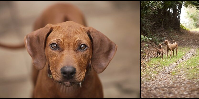 Rhodesian Ridgebacks Dorset Rhodesian Ridgebacks