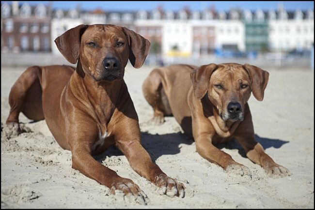 Rhodesian Ridgebacks Rhodesian Ridgeback Breeder