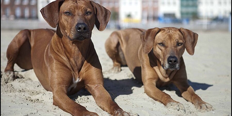 Rhodesian Ridgeback Breeder