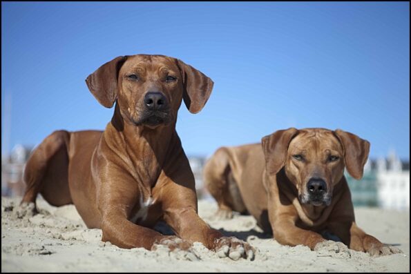 Rhodesian Ridgeback Breeder