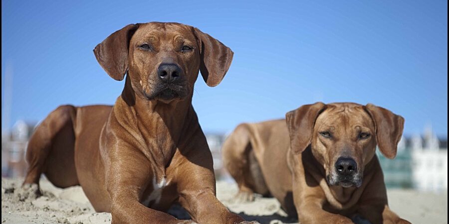 Rhodesian Ridgebacks Rhodesian Ridgeback Breeder