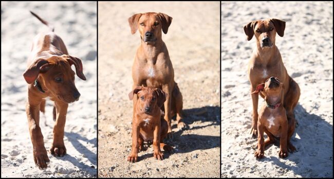 rhodesian ridgebacks rhodesian ridgeback breeders