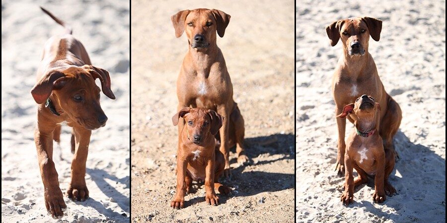 rhodesian ridgebacks rhodesian ridgeback breeders