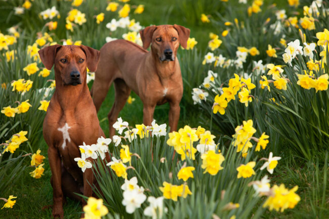 Rhodesian Ridgeback Breeders Rhodesian Ridgeback Puppies