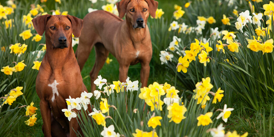 Rhodesian Ridgeback Breeders Rhodesian Ridgeback Puppies