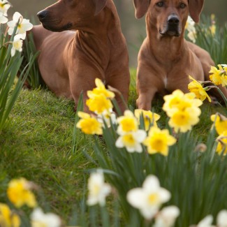 Rhodesian Ridgeback Puppies