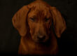 Rhodesian Ridgeback Puppies