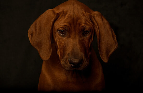 Rhodesian Ridgeback Puppies
