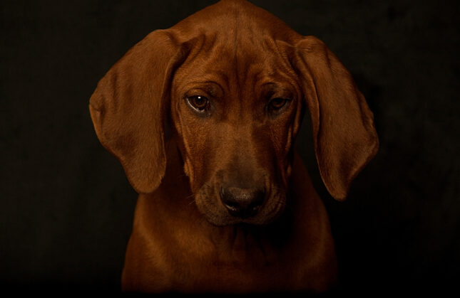 Rhodesian Ridgeback Puppies