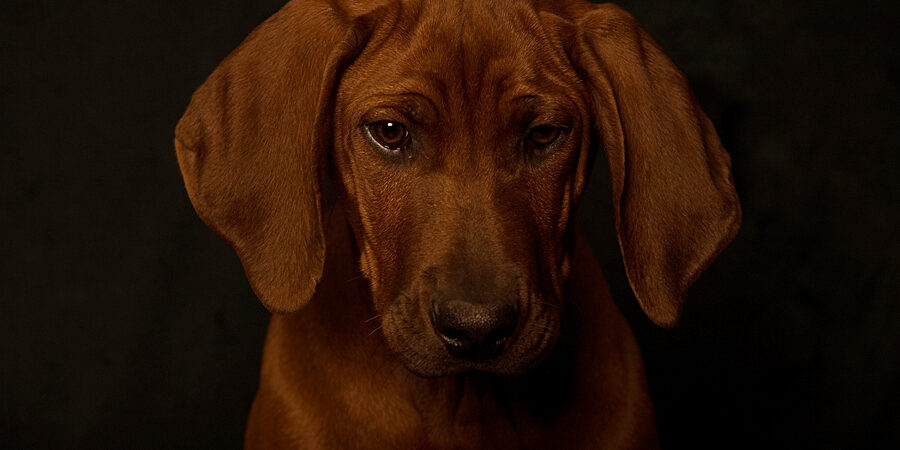 Rhodesian Ridgeback Breeder Dorset Rhodesian Ridgeback Puppies