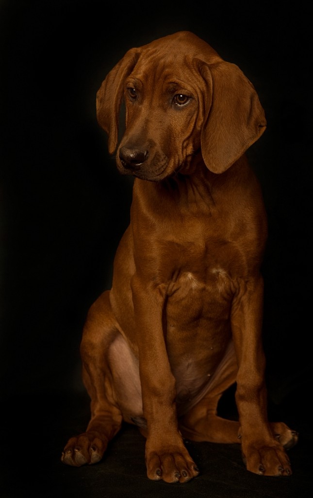Rhodesian Ridgeback Puppies | Rhodesian Ridgeback Breeder