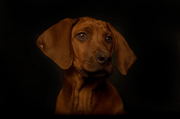 Rhodesian Ridgeback Puppies