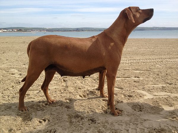 Rhodesian ridgeback Breeder