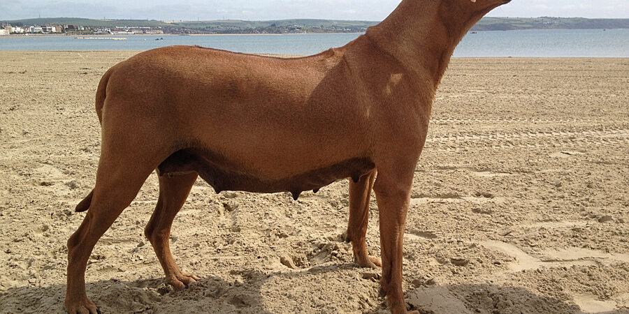 Rhodesian Ridgeback Puppies Rhodesian ridgeback Breeder