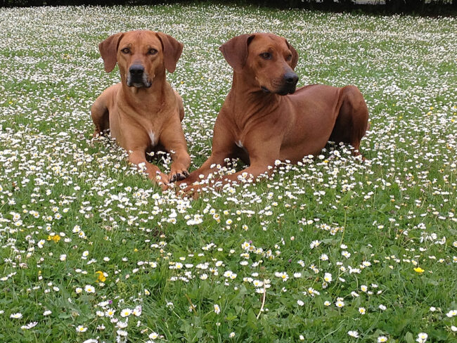 Rhodesian Ridgeback Breeder Rhodesian Ridgeback Puppies