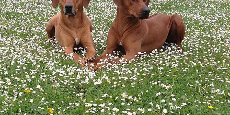 Rhodesian Ridgeback Breeder Rhodesian Ridgeback Puppies