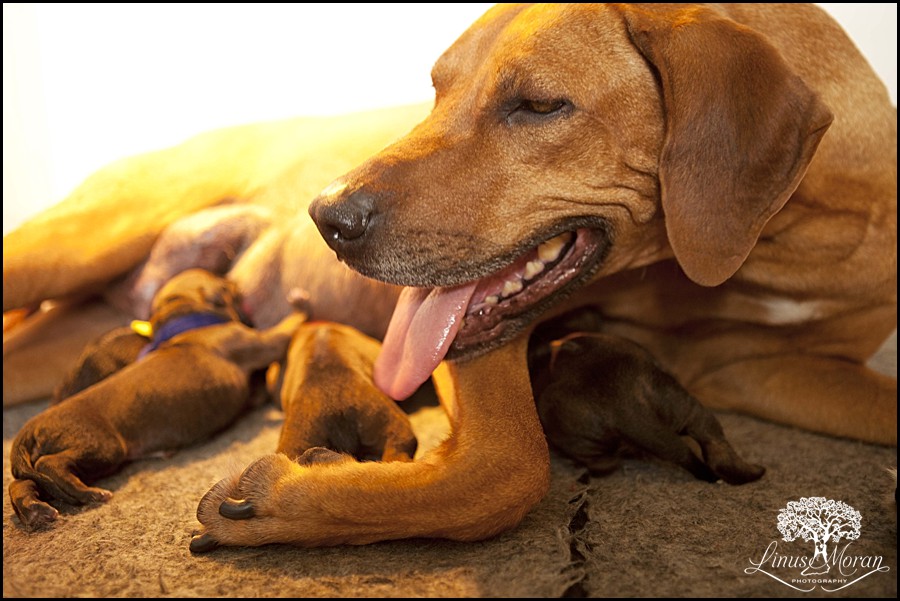 Pregnant Rhodesian Ridgeback Laying Rhodesian Ridgeback Puppies