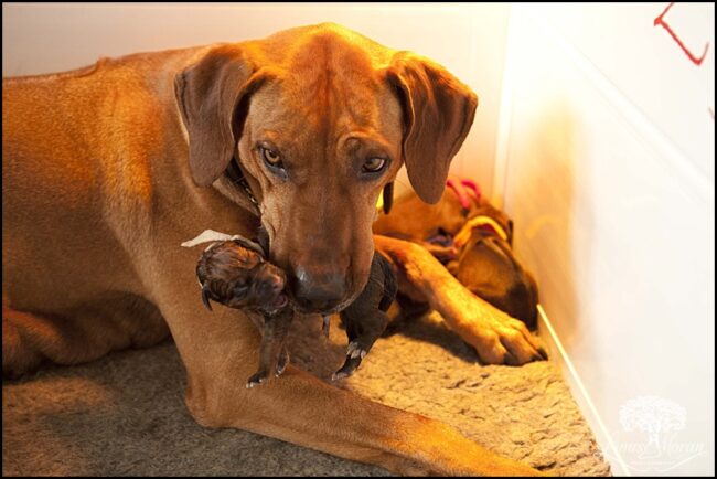 Rhodesian Ridgeback Puppies Rhodesian Ridgeback Breeder