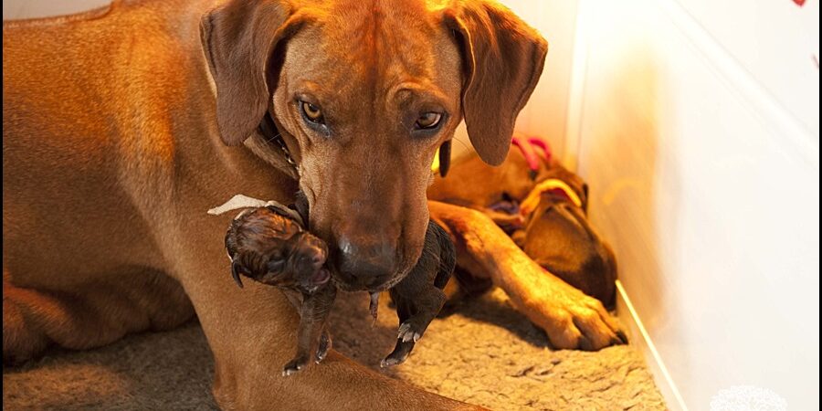 Rhodesian Ridgeback Puppies Rhodesian Ridgeback Breeder