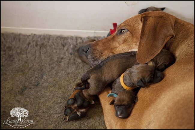 Rhodesian Ridgeback Puppies Rhodesian Ridgeback Breeder