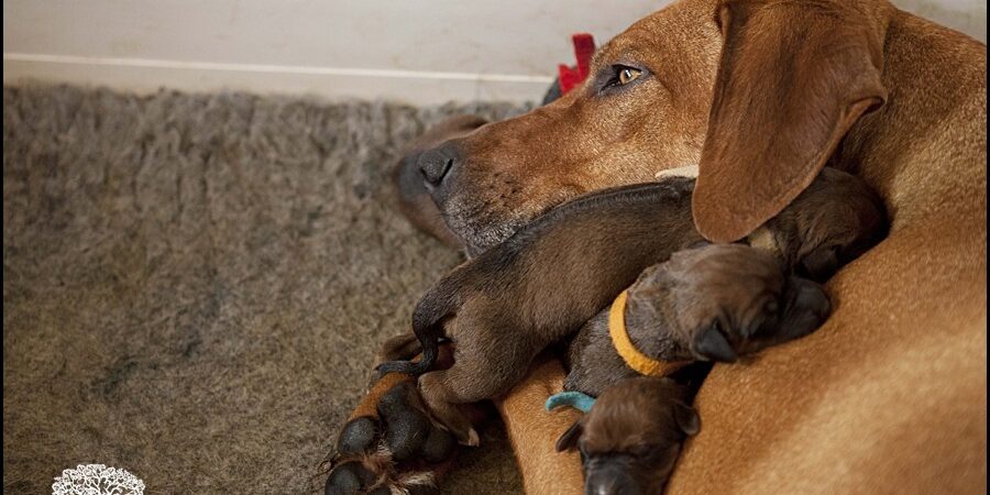 Rhodesian Ridgeback Puppies Rhodesian Ridgeback Breeder