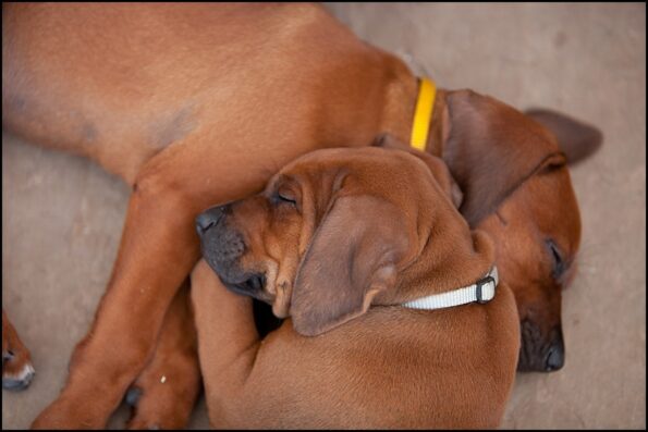 Rhodesian Ridgeback Breeder
