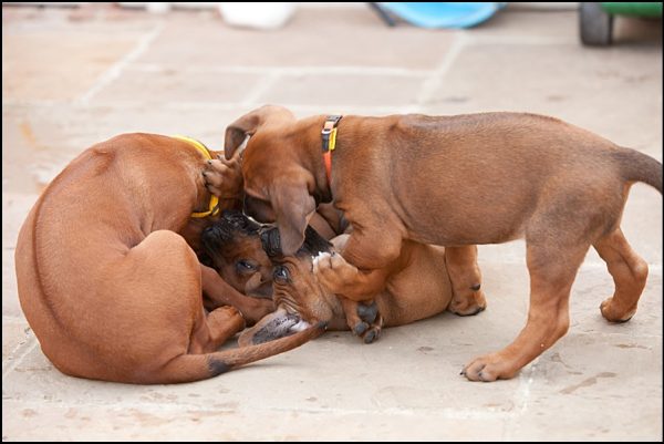 Rhodesian Ridgeback Breeder