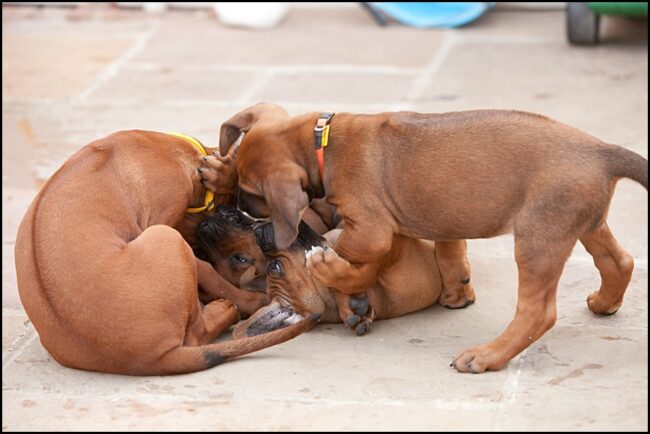 Rhodesian Ridgeback Puppies_027 Rhodesian Ridgeback Breeder
