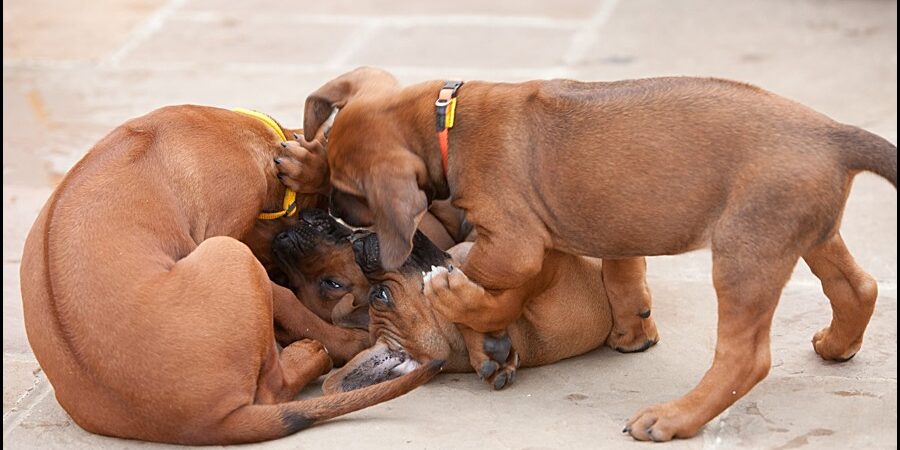 Rhodesian Ridgeback Puppies_027 Rhodesian Ridgeback Breeder