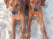 Rhodesian Ridgebacks