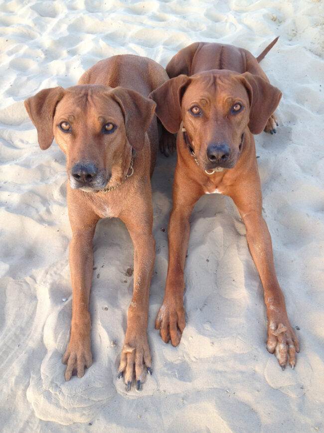 Rhodesian Ridgebacks Dorset Rhodesian Ridgebacks