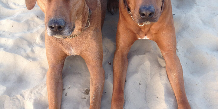 Rhodesian Ridgebacks Dorset Rhodesian Ridgebacks